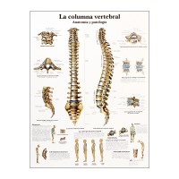 Tableau d'anatomie : colonne vertébrale Tableau d'anatomie : colonne vertébrale